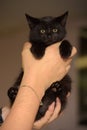 Black cute kitten in hands close up Royalty Free Stock Photo
