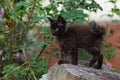 Little black kitten sitting in flowers Royalty Free Stock Photo