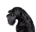 Black cute miniature schnauzer dog Royalty Free Stock Photo