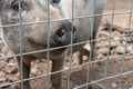 Black cute pig with a black snout nose behind the metal mesh fence in the country farm Royalty Free Stock Photo