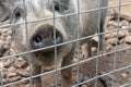 Black cute pig with a black snout nose behind the metal mesh fence in the country farm Royalty Free Stock Photo