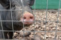 Black cute pig with a pink snout nose behind the metal mesh fence in the country farm, copy space Royalty Free Stock Photo