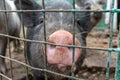 Black cute pig with a pink snout nose close up behind the metal mesh fence in the country farm