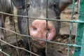 Black cute pig with a pink snout nose close up behind the metal mesh fence in the country farm Royalty Free Stock Photo