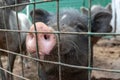 Black cute pig with a pink snout nose close up behind the metal mesh fence in the country farm Royalty Free Stock Photo