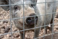 Black cute pig with a black snout nose behind the metal mesh fence in the country farm Royalty Free Stock Photo