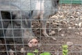 Black cute pigs with a pink snout nose behind the metal mesh fence in the country farm Royalty Free Stock Photo