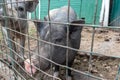 Black cute pigs with a pink snout nose behind the metal mesh fence in the country farm Royalty Free Stock Photo