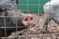 Black cute pigs with a pink snout nose behind the metal mesh fence in the country farm Royalty Free Stock Photo