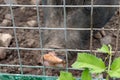 Black cute pigs with a pink snout nose behind the metal mesh fence in the country farm