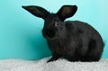 Black cute young bunny rabbit Royalty Free Stock Photo
