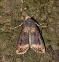Black Cutworm Moth (Agrotis ipsilon) roosting on the ground, dorsal view. Royalty Free Stock Photo