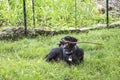 Black dachshound chewing on a stick in the grass Royalty Free Stock Photo