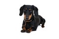 Black dachshound dog Royalty Free Stock Photo