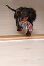 Black dachshound puppy running, cloth in his mouth Royalty Free Stock Photo