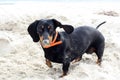 Black dachshund on the beach Royalty Free Stock Photo
