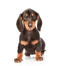 Black dachshund puppy sitting in front view. isolated on white background Royalty Free Stock Photo