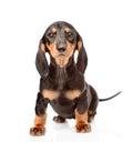 Black dachshund puppy sitting in front view. isolated on white background Royalty Free Stock Photo