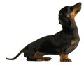 Black dachshund sausage dog puppy