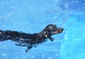 Black Dachshund Swimming Royalty Free Stock Photo