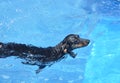 Black Dachshund Swimming