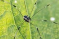 Black Daddy Longlegs Royalty Free Stock Photo