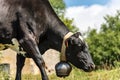 Black dairy cow with cowbell grazing in Italian Alps Royalty Free Stock Photo