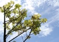 Black dammer tree with bright blue background