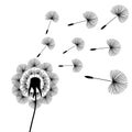 black dandelion seeds wind summer flying fluffy illustration vector Royalty Free Stock Photo