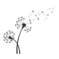 Black dandelion silhouette with wind blowing flying seeds isolated on white background Royalty Free Stock Photo