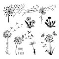 Black dandelion silhouettes. Floral set of blowball clipart. Wildflower tattoo bundle. Summer season flower. Isolated