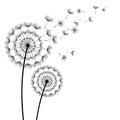 Black dandelions with flying fluff on white background