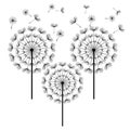 Black dandelions isolated on white background Royalty Free Stock Photo