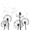 Black Dandelions and Wind.