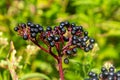 Black danewort Sambucus ebulus berries close-up at summer Royalty Free Stock Photo