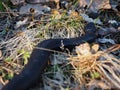 Black dangerous snake at forest