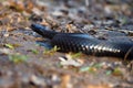 Black dangerous snake at forest at the bright leaves