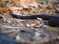 Black dangerous snake at forest at the colorfull leaves