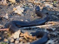 Black dangerous snake at forest at leaves
