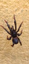 A black dangerous spider climbing on a wall