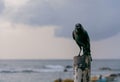 Black crow, raven on a cloudy day. Sky and ocean in the background