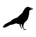 Black, dark crow raven silhouette