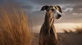 Galgo: A Majestic Greyhound In The Nature Of Dunes