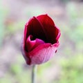 Black or dark red tulip. photo