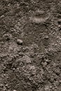 Black Dark Soil Dirt Background Texture, Natural Pattern. Flat Top View. Royalty Free Stock Photo