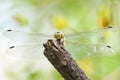 Dragonfly with torn wing waiting for prey Royalty Free Stock Photo