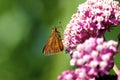 Black Dash Skipper Butterfly on Milkweed 601412