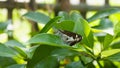 The black dash skipper on leaves