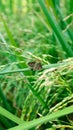 Black dash skipper is perching on the rice leaves