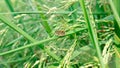 Black dash skipper on a rice leaf with landscape